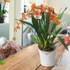 Maceta de riego automático Lechuza Orchidea barata, macetas de riego automático baratas, ofertas hogar y jardín