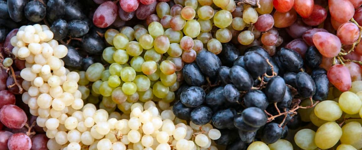 Tipos de uvas de vino